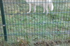 IMG-20161016-WA0013