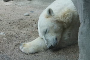 Zoo-am-Meer-Bremerhaven-2019